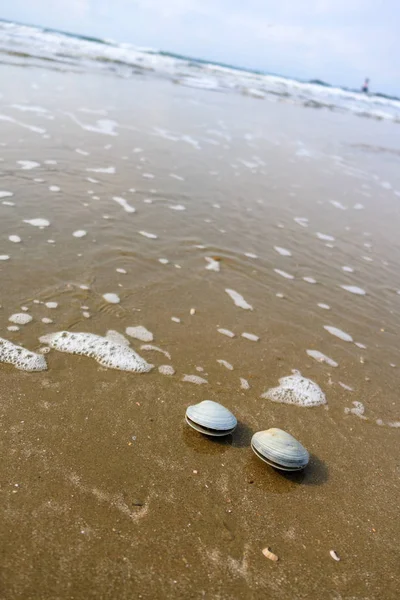 Sea Waves Shells — Stock Photo, Image