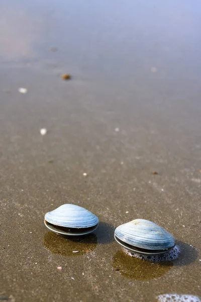 Sea Waves Shells — Stock Photo, Image