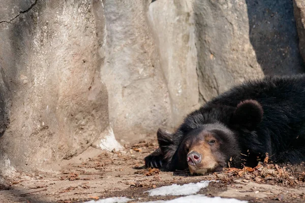 Urso Dormindo Inverno — Fotografia de Stock