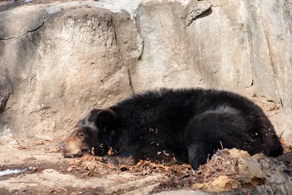 Urso Dormindo Inverno — Fotografia de Stock