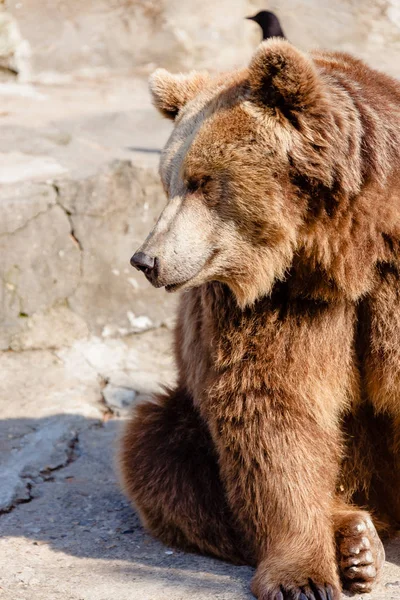 Um urso astuto e bonito — Fotografia de Stock