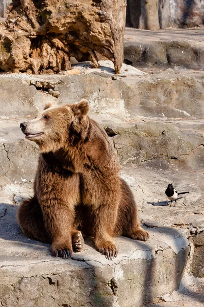 Μια πονηρή και χαριτωμένο αρκούδα — Φωτογραφία Αρχείου