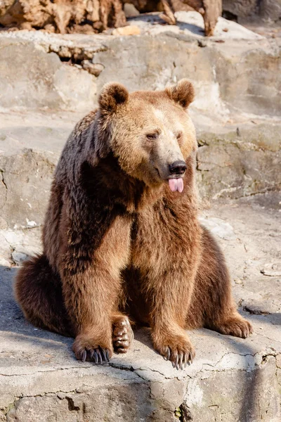 Хитрый и симпатичный медведь — стоковое фото