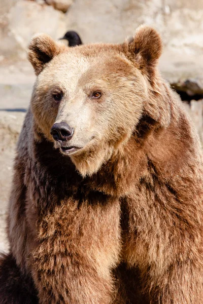 Um urso astuto e bonito — Fotografia de Stock