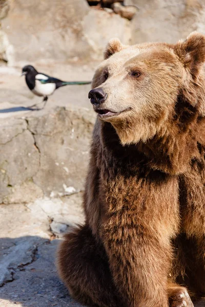 Sly a roztomilý medvěd — Stock fotografie