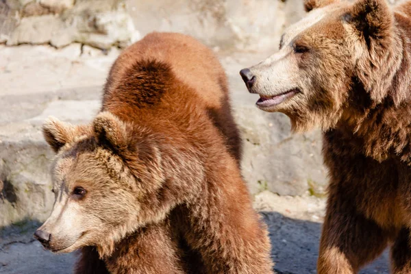 Um urso astuto e bonito — Fotografia de Stock