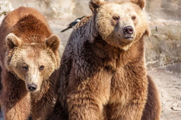 Um urso astuto e bonito — Fotografia de Stock