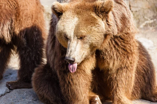 Um urso astuto e bonito — Fotografia de Stock