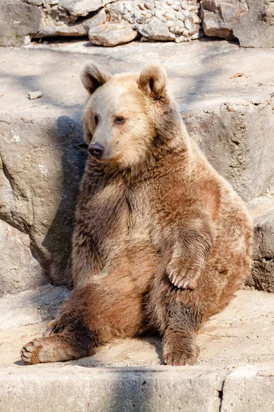 Un oso astuto y lindo — Foto de Stock