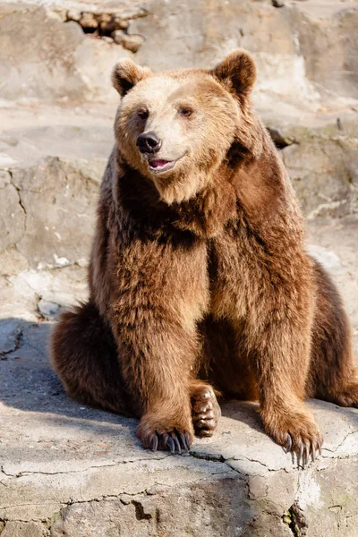 Um urso astuto e bonito — Fotografia de Stock