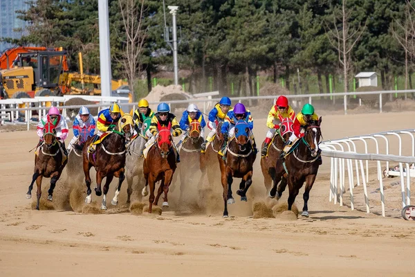 Un cheval de course et un cavalier sur un hippodrome Photos De Stock Libres De Droits