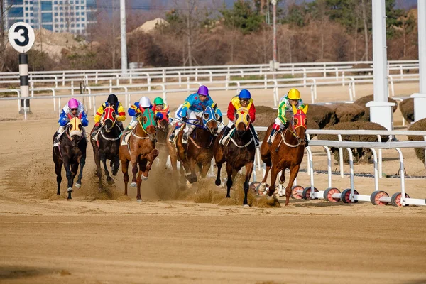 Un cheval de course et un cavalier sur un hippodrome Image En Vente