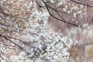 Erik çiçeği baharın başlangıcı