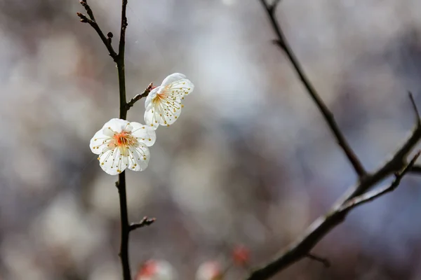Fleur de prunier le début du printemps — Photo