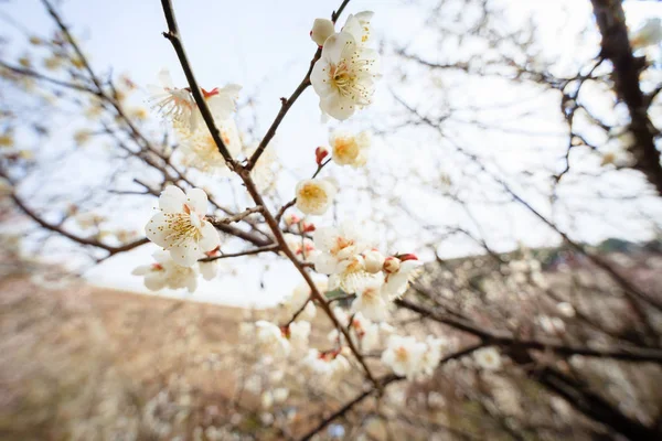Plum blossom the beginning of spring — Stock Photo, Image