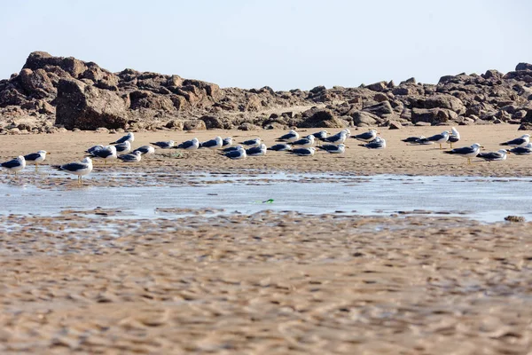 Gabbiano del Mare d'Occidente — Foto Stock