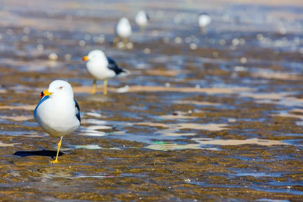 Mouette de la mer de l'Ouest — Photo