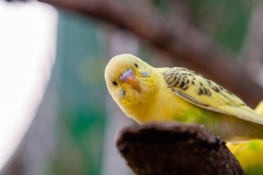 Güzel papağan ve arkadaşlar