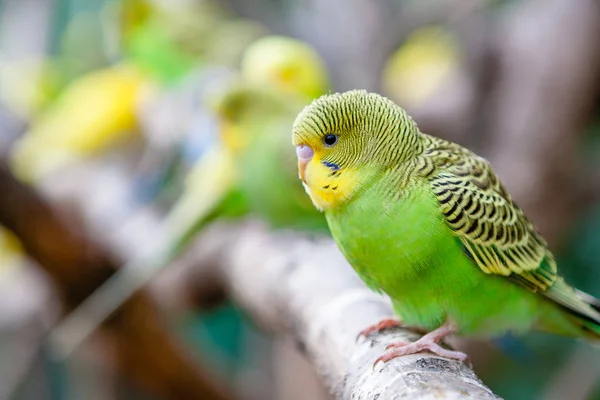 Encantadores loros y amigos —  Fotos de Stock