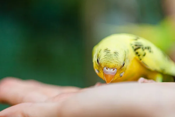Adoráveis papagaios e amigos — Fotografia de Stock