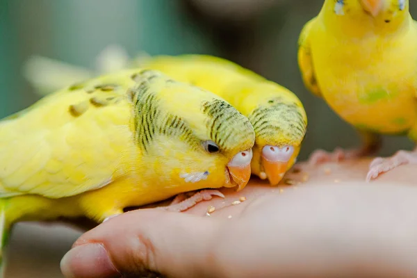 Härliga papegojor och vänner — Stockfoto