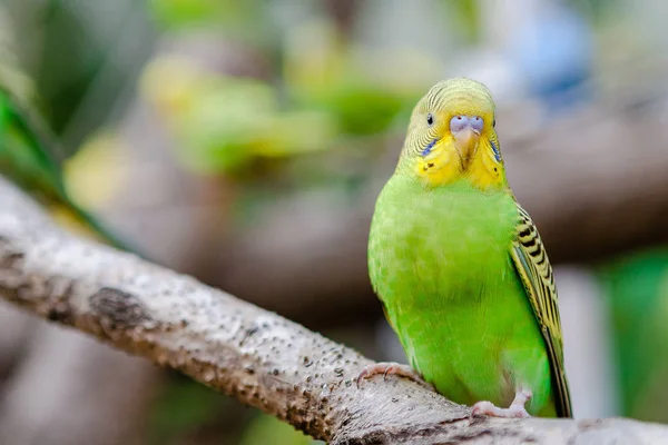 Lovely parrots and friends — Stock Photo, Image