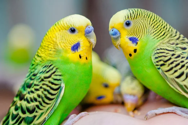 Adoráveis papagaios e amigos — Fotografia de Stock