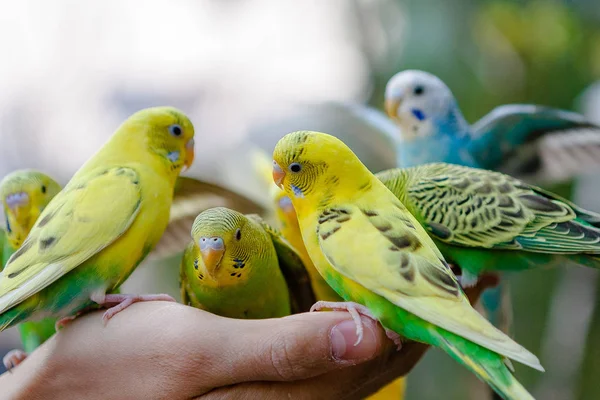 Adoráveis papagaios e amigos — Fotografia de Stock