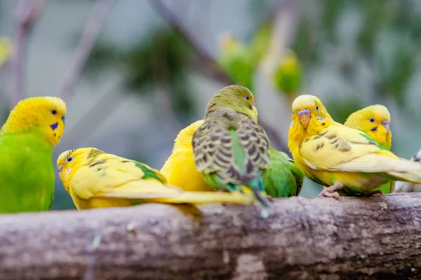 Güzel papağan ve arkadaşlar