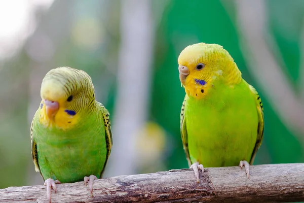 Beaux perroquets et amis — Photo