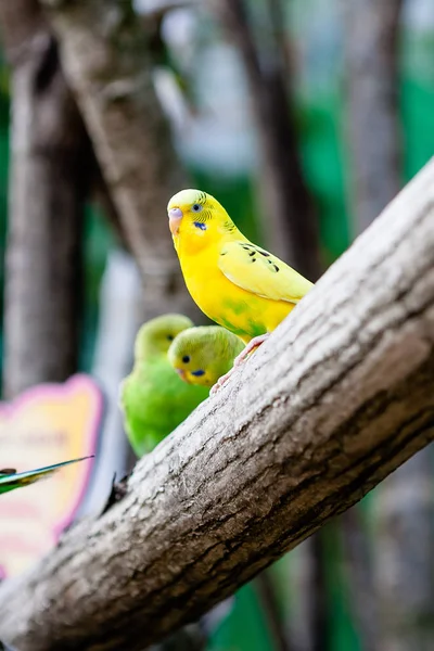 Půvabní papoušci a přátelé — Stock fotografie