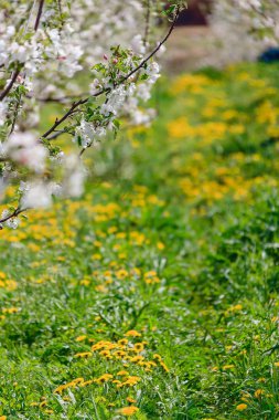 Güzel karahindiba bir bahçe