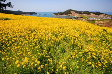 Güzel tecavüz çiçek ada