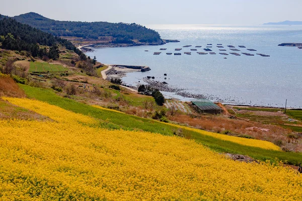 Belle île de fleur de viol — Photo