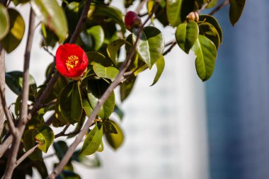 Busan'ın güzel Kamelya çiçeği