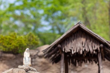 Ünlü bir hayvanat bahçesi için uyanık bir sevimli mirket.