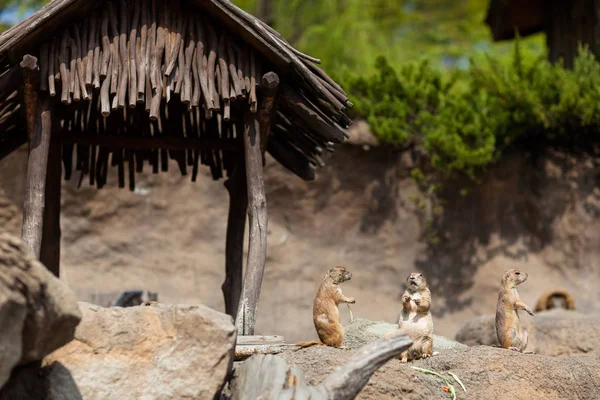 Um meerkat bonito no lookout para um zoológico famoso . — Fotografia de Stock