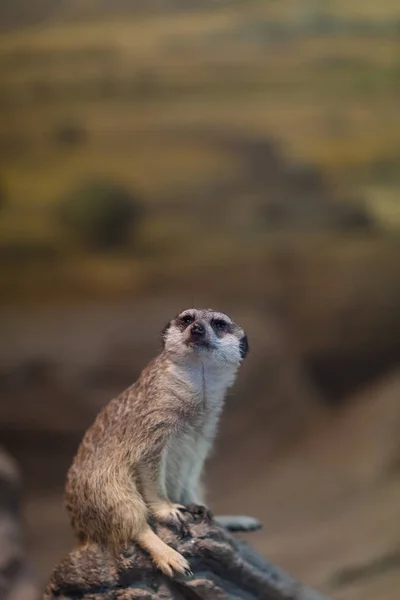 Ένα χαριτωμένο Meerkat στο Παρατηρητήριο για ένα διάσημο ζωολογικό κήπο. — Φωτογραφία Αρχείου