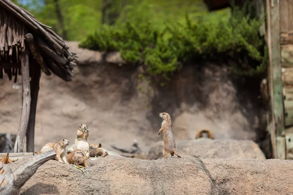 Um meerkat bonito no lookout para um zoológico famoso . — Fotografia de Stock