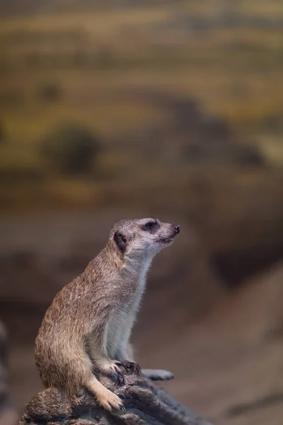 Um meerkat bonito no lookout para um zoológico famoso . — Fotografia de Stock