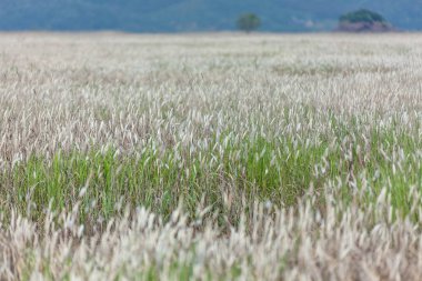 güzel alanlar ve bir ağaç