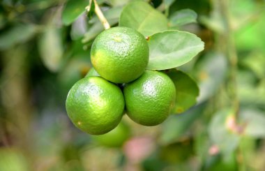 Bahçedeki ağaç üzerinde yeşil limon.