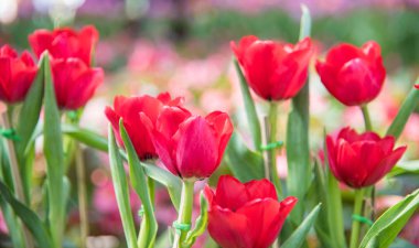 Kırmızı lale çiçek görüntüsü. Lale güzel buket. renkli lale. lale Bahçe, renkli lale, Doğa arka plan içinde.