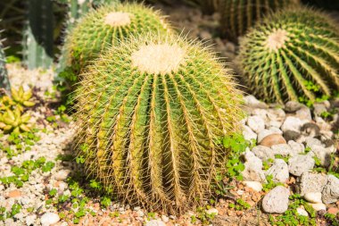 görüntü altın varil kaktüs (echinocactus grusonii) (Echinocactus)