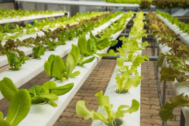 Organik hydroponic sebze yetiştirme çiftliği, kırmızı meşe, yeşil meşe, hydroponic yeşil sebze ekimi 