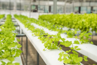 Organik hydroponic sebze yetiştirme çiftliği, ekimi hydroponic yeşil sebze, kişniş 