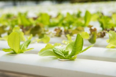Organik hydroponic sebze yetiştirme çiftliği, kırmızı meşe, yeşil meşe, hydroponic yeşil sebze ekimi 
