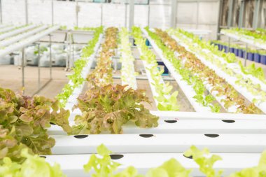 Organik hydroponic sebze yetiştirme çiftliği, kırmızı meşe, yeşil meşe, hydroponic yeşil sebze ekimi 