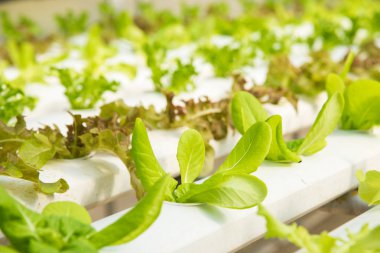Organik hydroponic sebze yetiştirme çiftliği, kırmızı meşe, yeşil meşe, hydroponic yeşil sebze ekimi 