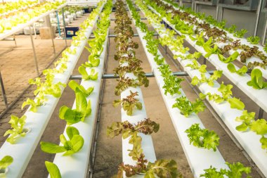 Organik hydroponic sebze yetiştirme çiftliği, kırmızı meşe, yeşil meşe, hydroponic yeşil sebze ekimi 